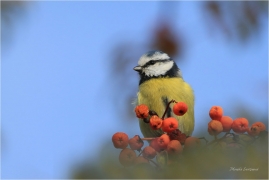 <p>SÝKORA MODŘINKA (Cyanistes caeruleus) ---- /Eurasian blue tit - Blaumeise/</p>